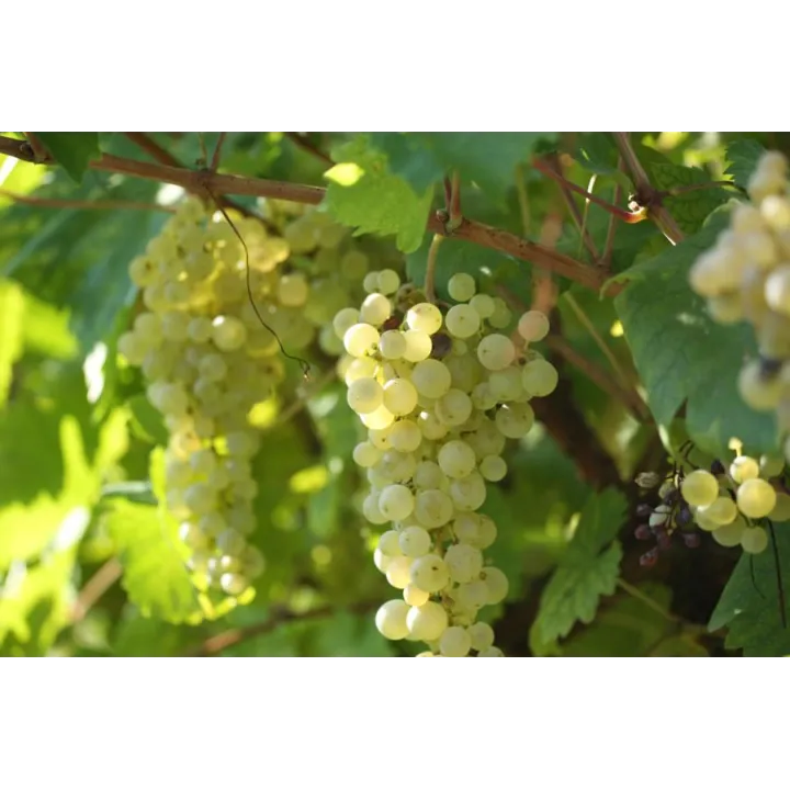 Barocco - Prosecco Spumante DOC Extra Dry