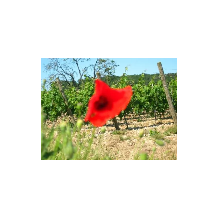 La Pièce d'Or - Saumur Rouge Bio  2021