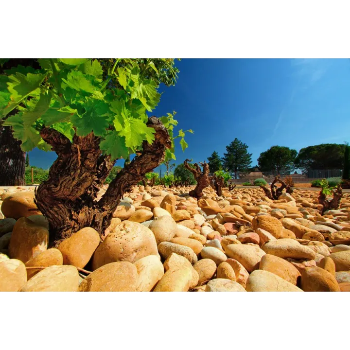 Clos de l'Oratoire des Papes Blanc 2021