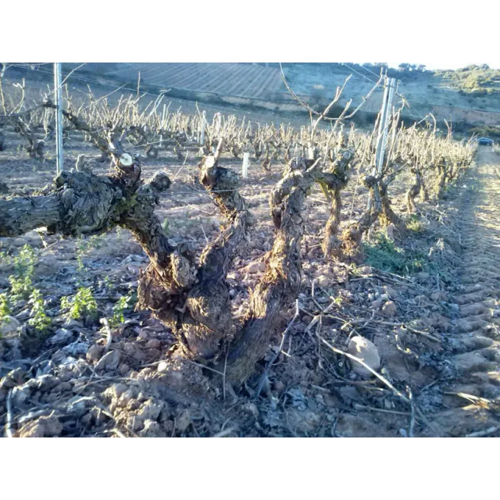 Finca Cienvacas - Rioja Alta 2021