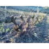 Finca Cienvacas - Rioja Alta 2021