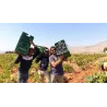 Domaine des Tourelles Rouge Vallée de la Bekaa 2020