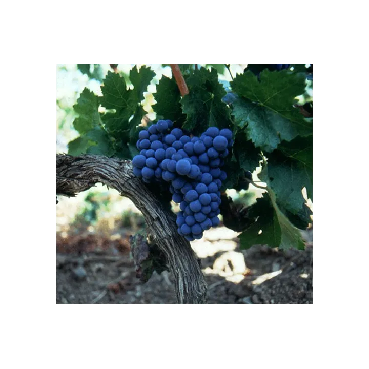Chinon Rouge Olga Raffaut 2021