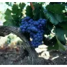 Chinon Rouge Olga Raffaut 2021