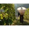 Pierre de Tuf - Chinon 2020
