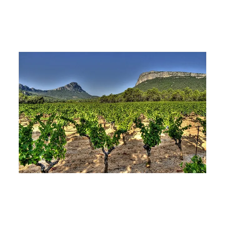 Comme une Evidence 2021 - Pic Saint Loup