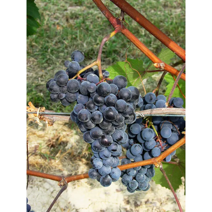 Dolcetto Piemonte DOP 2021