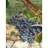 Dolcetto Piemonte DOP 2021