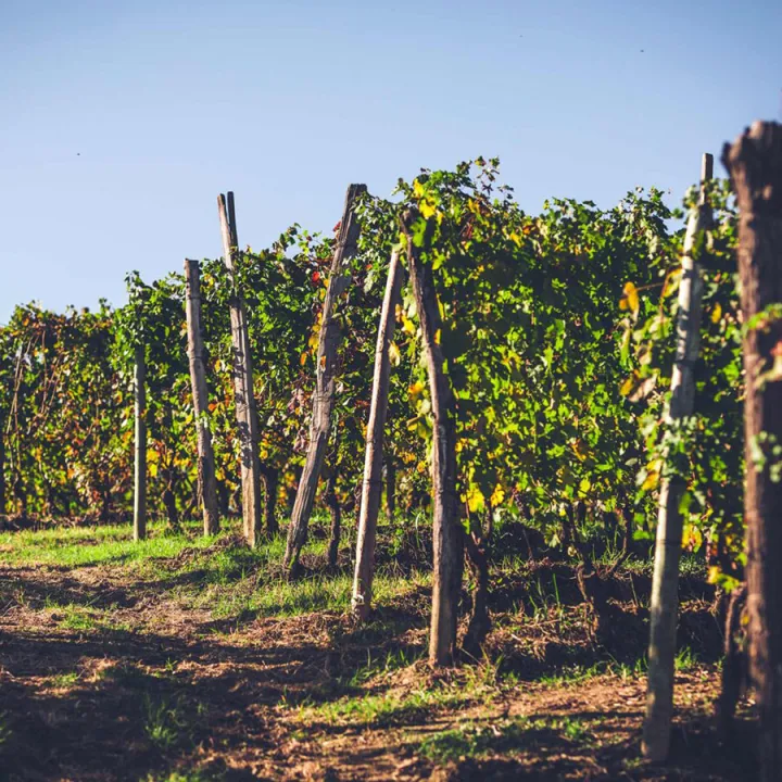 Langhe Nebbiolo DOC 2020