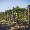 Nizza DOCG 2018