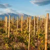 Oh My Grenache Rouge - Côtes du Roussillon 2021