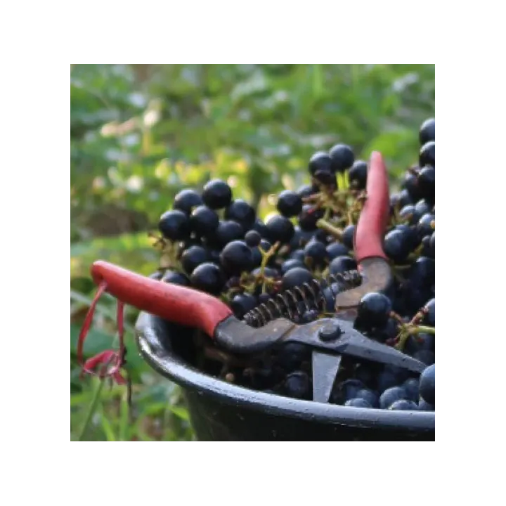 Mon Arc - Vin de Pays de l'Atlantique Bio 2022