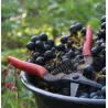 Mon Arc - Vin de Pays de l'Atlantique Bio 2022