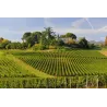 Château Tour de Yon - Saint-Emilion Grand Cru 2020