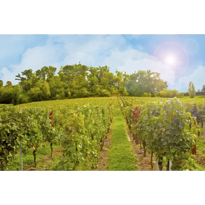 Château Tour de Yon - Saint-Emilion Grand Cru 2020