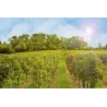 Château Tour de Yon - Saint-Emilion Grand Cru 2020