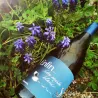 Enfin un Merle Blanc... - IGP Gard Blanc 2022
