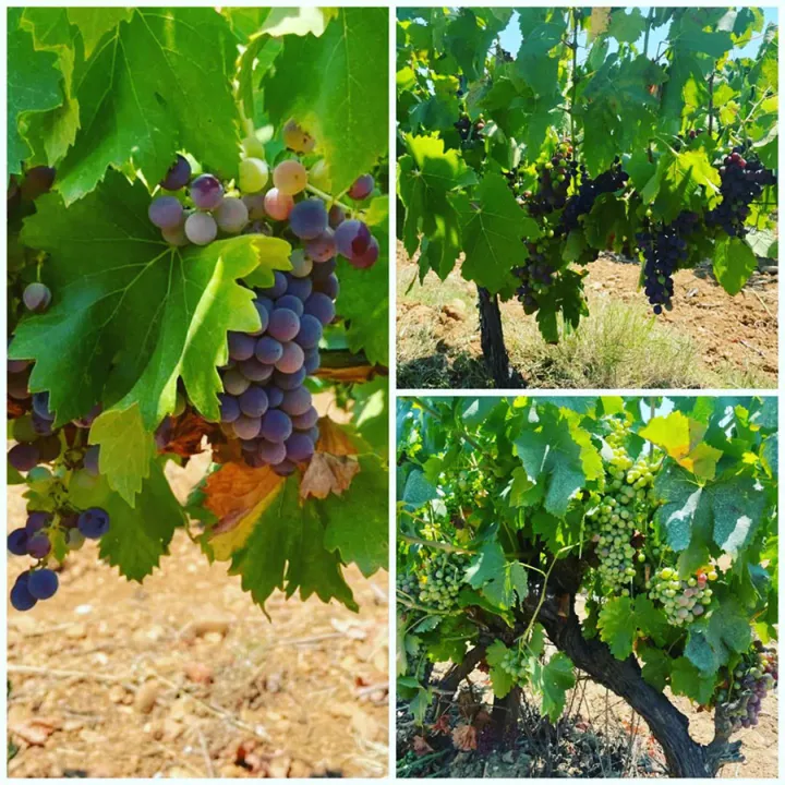 Enfin un Merle Blanc... - IGP Gard Blanc 2022