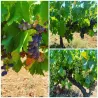 Enfin un Merle Blanc... - IGP Gard Blanc 2022