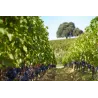 La Fleur Anne 2020 - Saint-Emilion