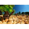 Clos de l'Oratoire des Papes Rouge 2021