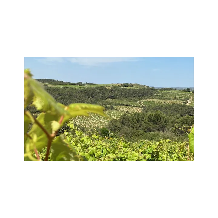 REGAL Rouge - Minervois Bio 2022
