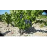 REGAL Rouge - Minervois Bio 2022