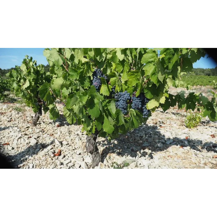 LES TROIS P'TITS C - IGP Aude Bio 2020